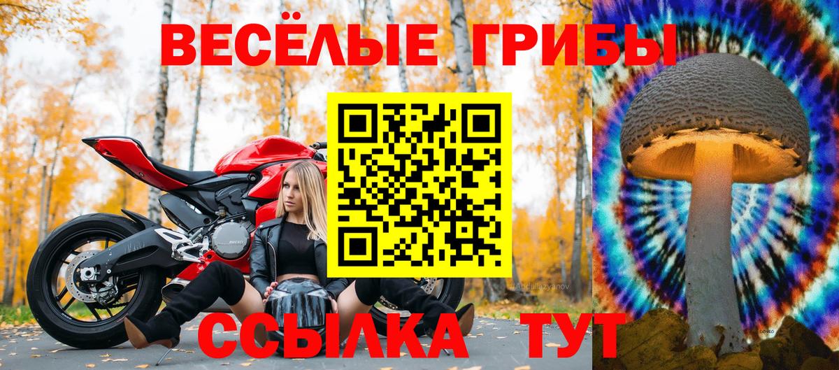 Гудермес  Галлюциногенные грибы Cubensis  Вход с VPN 